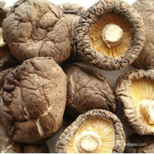 Dehydrated Shiitake Po-Ku Mushroom Lentinus Edodes